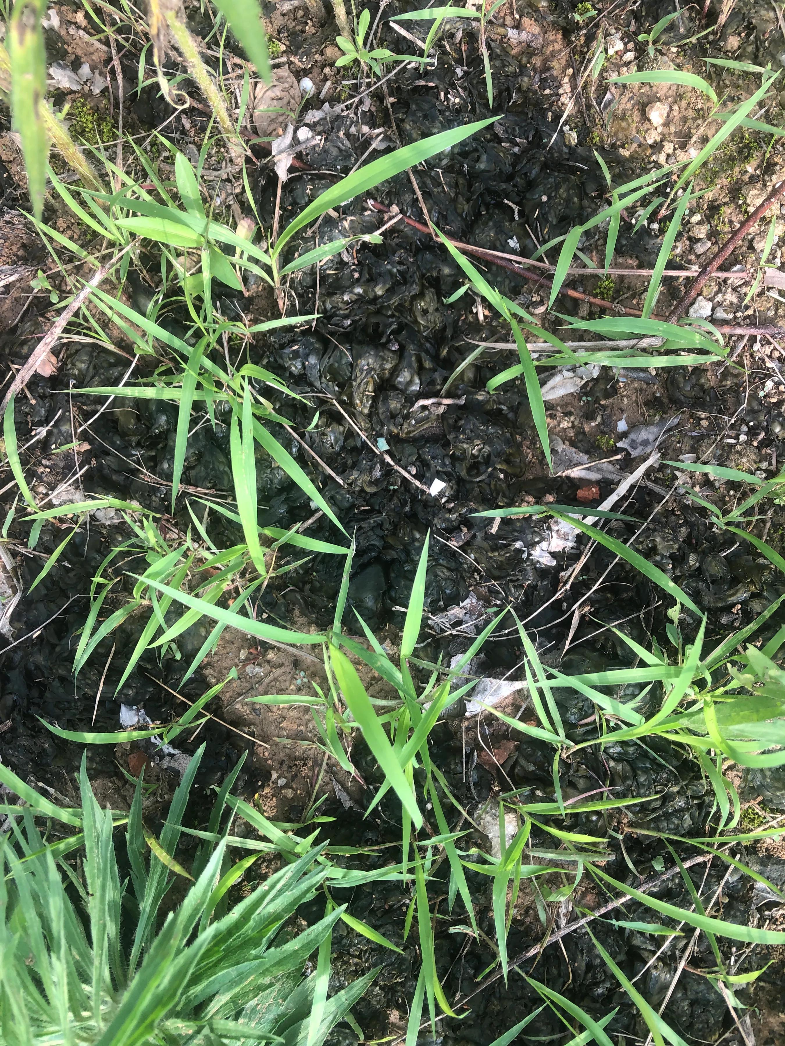 麻辣地皮菜,乡愁地皮菜