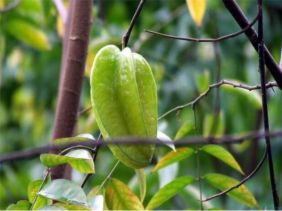 三年树的杨桃怎么样管理,杨桃管理技巧视频