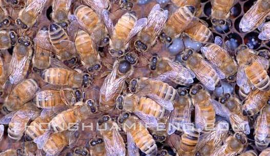 雄蜂精子怎么保存,蜂王体内有两种卵