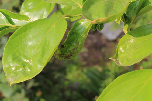果树小叶病的原因及治疗方法,果树小叶病的原因