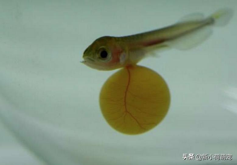 金龙鱼两天不吃食能下青霉素吗,金龙鱼不吃不喝能活多久