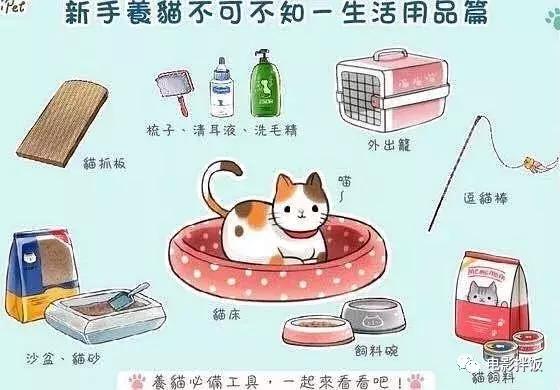 新手养猫第一天猫咪害怕怎么办,新手铲屎官养猫知识