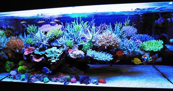 海缸活石入门基础知识,海缸入门基础知识