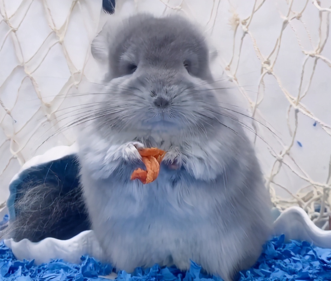 宫崎骏龙猫抱着小龙猫 (有一种可爱叫宫崎骏眼里的龙猫)