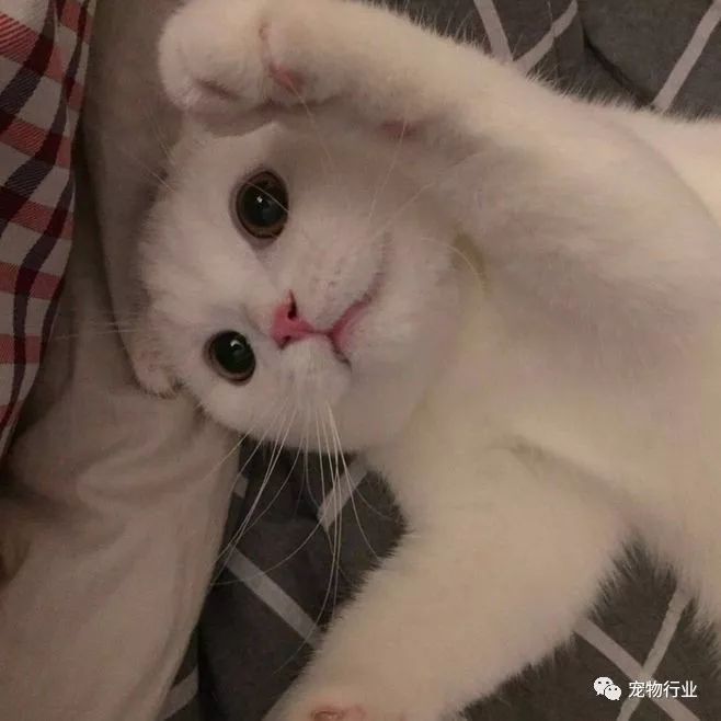 猫中枢神经受损恢复的10个征兆,猫神经受损怎么引起的呢怎么治疗