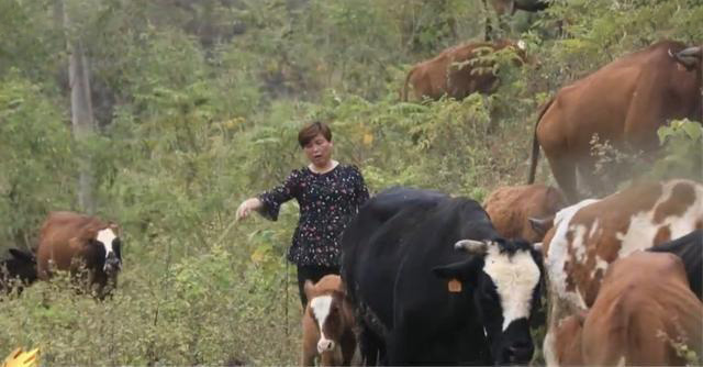 彭美竹评十佳农民,湖南临武县彭美竹养牛老板