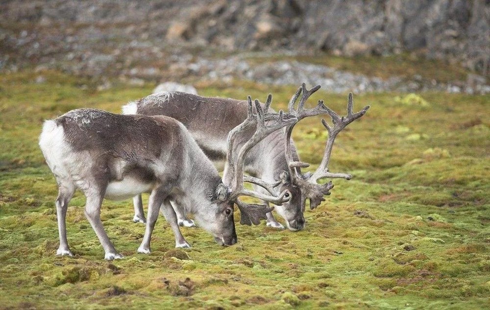 驯鹿的眼睛随季节变色，求偶叫声奇特，迁徙途中换下的毛发当路标