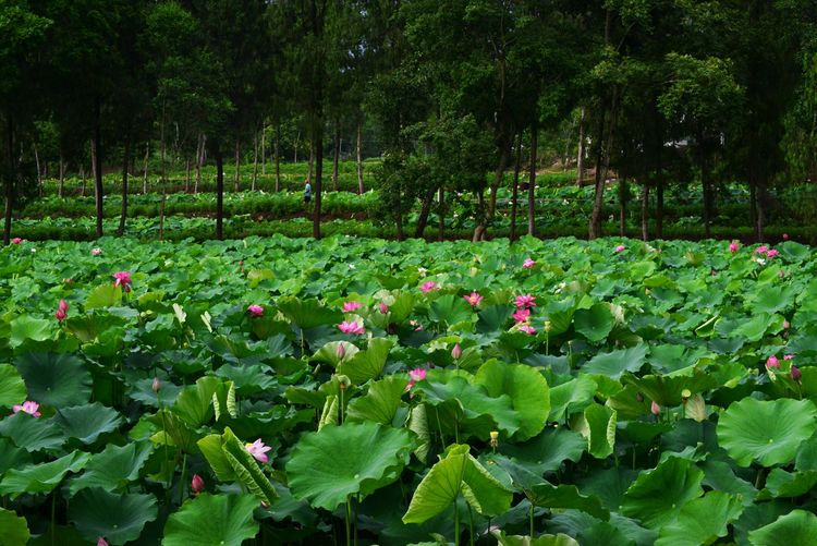 涔愯嚦鑽疯姳鎽勫奖浣滃搧娆ｈ祻,涔愯嚦鍗拌薄鎽勫奖