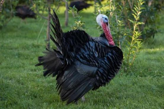 火鸡育雏养殖技术视频教程,火鸡难养