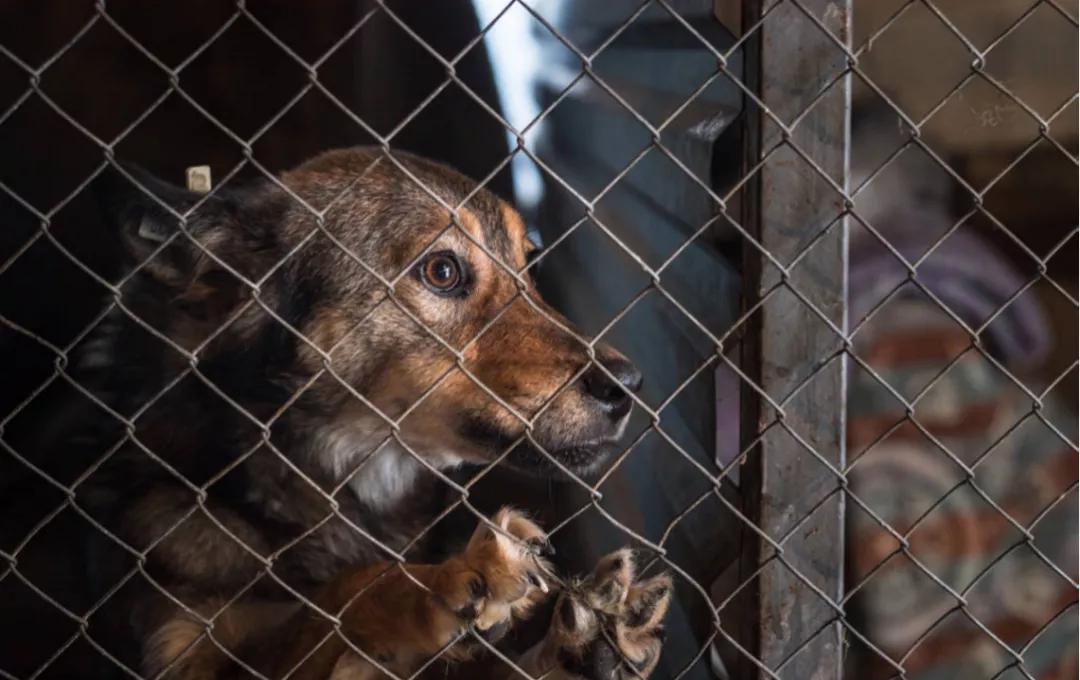 得了狂犬病恐惧症的表现,得了狂犬病恐惧症