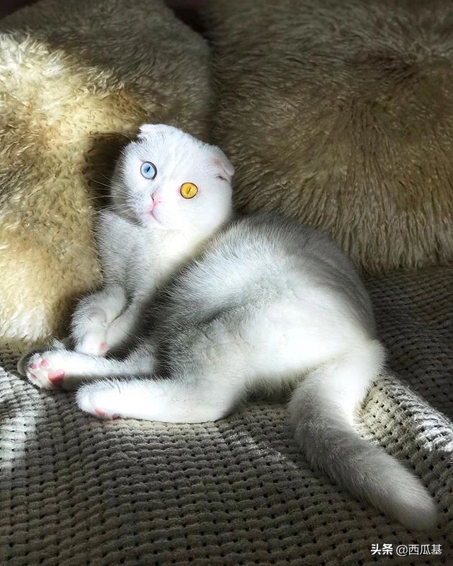 猫咪的三只眼睛,什么猫咪两只眼睛颜色不同