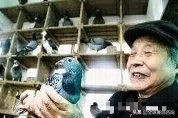 养鸽配对三个方法,养鸽的最佳配对方法