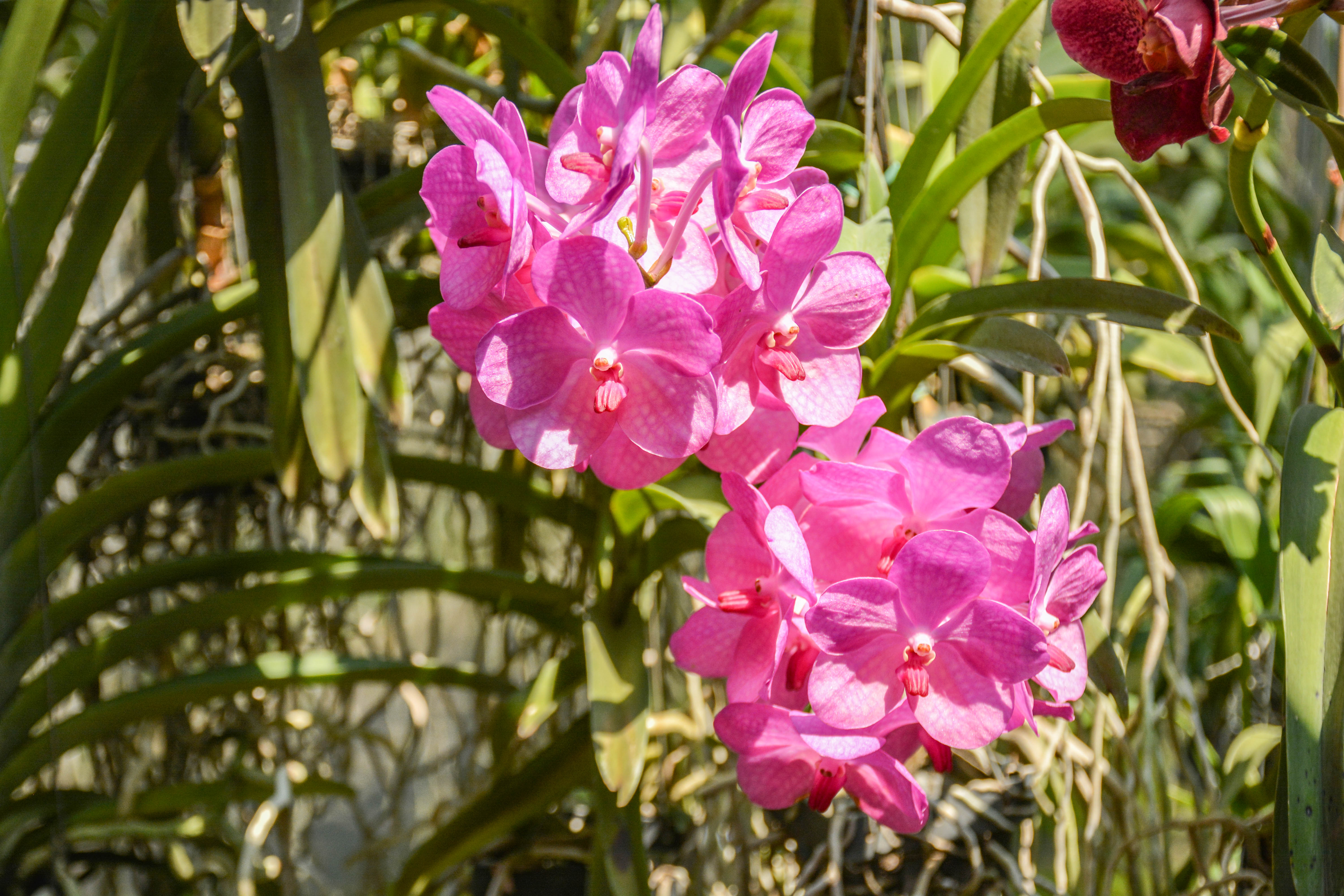 好看又好养的兰花有哪些,最好的十种兰花