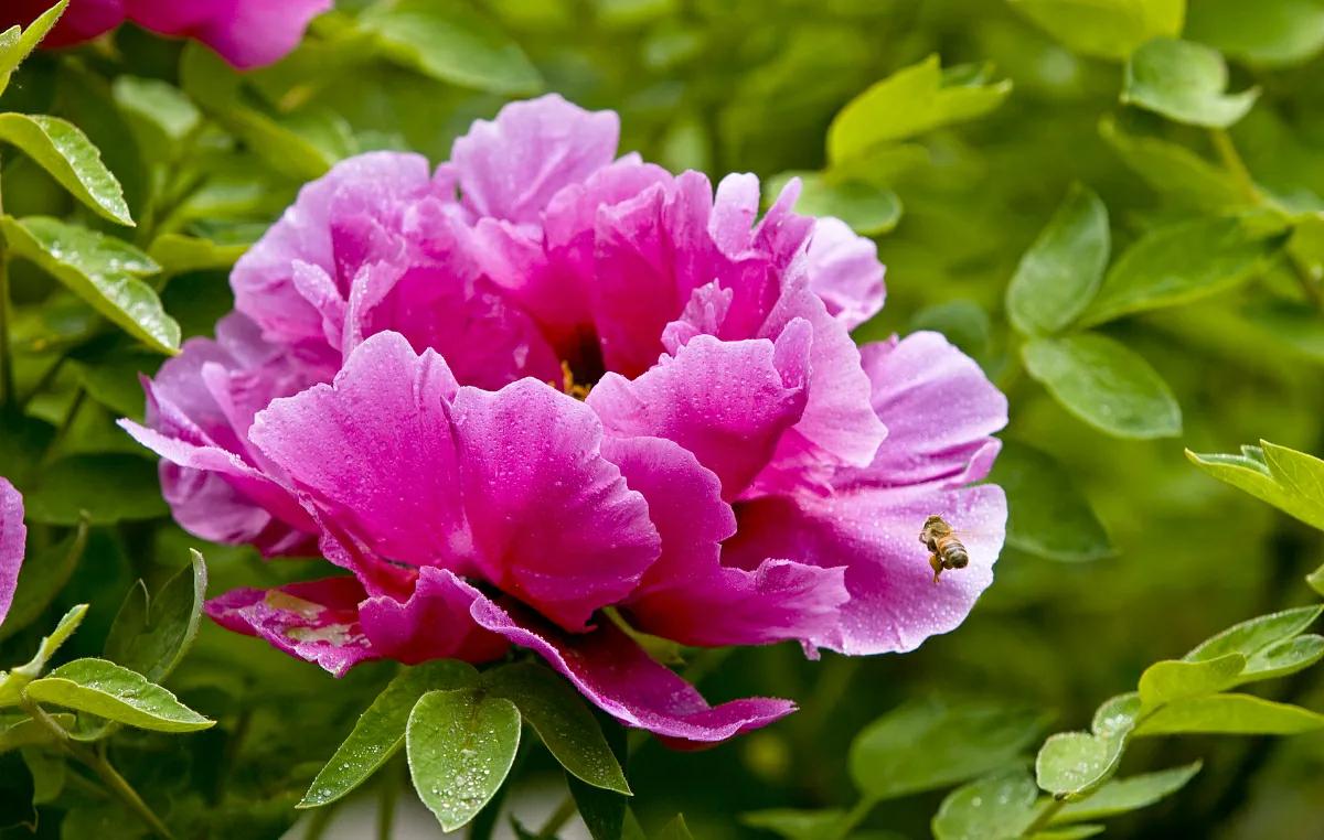 春季盆栽牡丹花蔫了怎么办,牡丹花夏季枯萎的原因有哪些