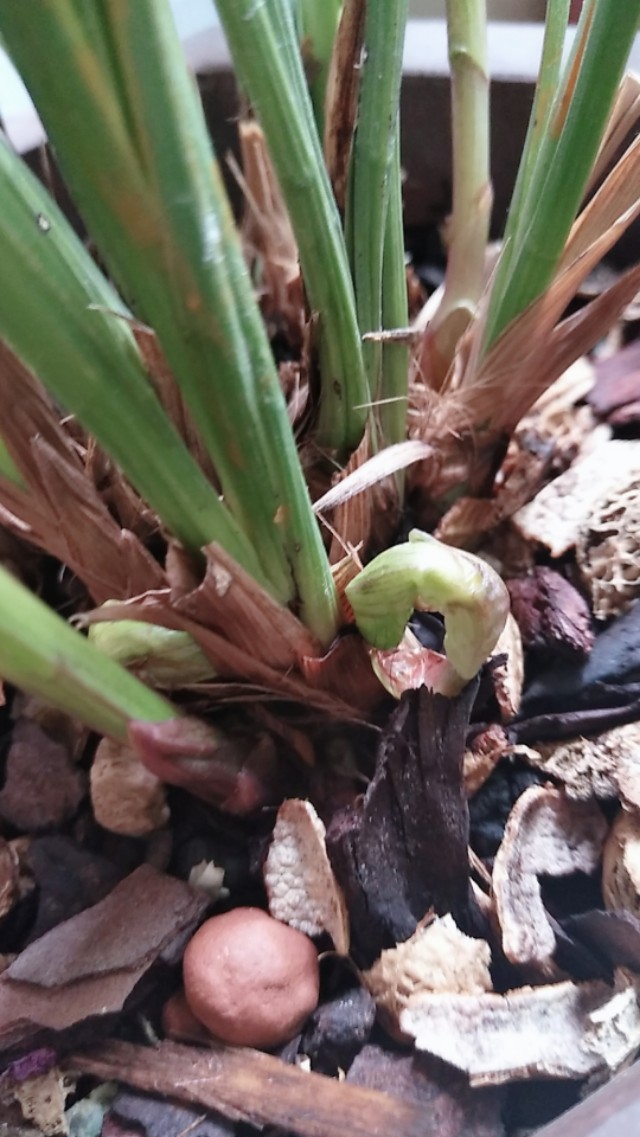 鍏拌姳鍚嶅搧鑺卞墤澶у叏,鍏拌姳鑺卞墤鍑虹幇鑺辫娊