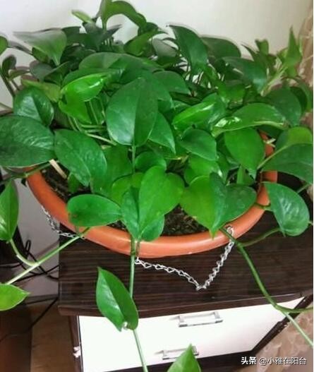 绿萝叶片发黑，10天喷一次这，一个月变绿油油，叶片多，爬藤快！