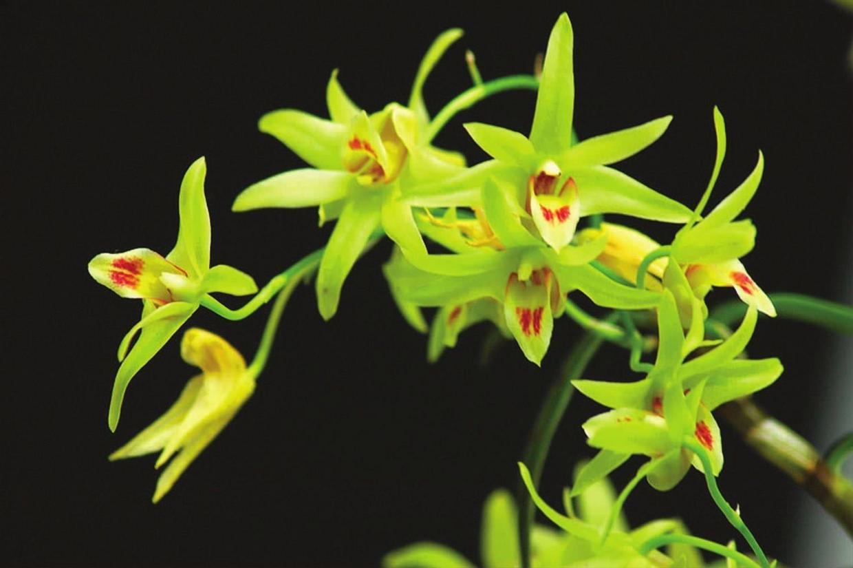 长在石头上的石斛,可以种石头上的石斛有哪些品种