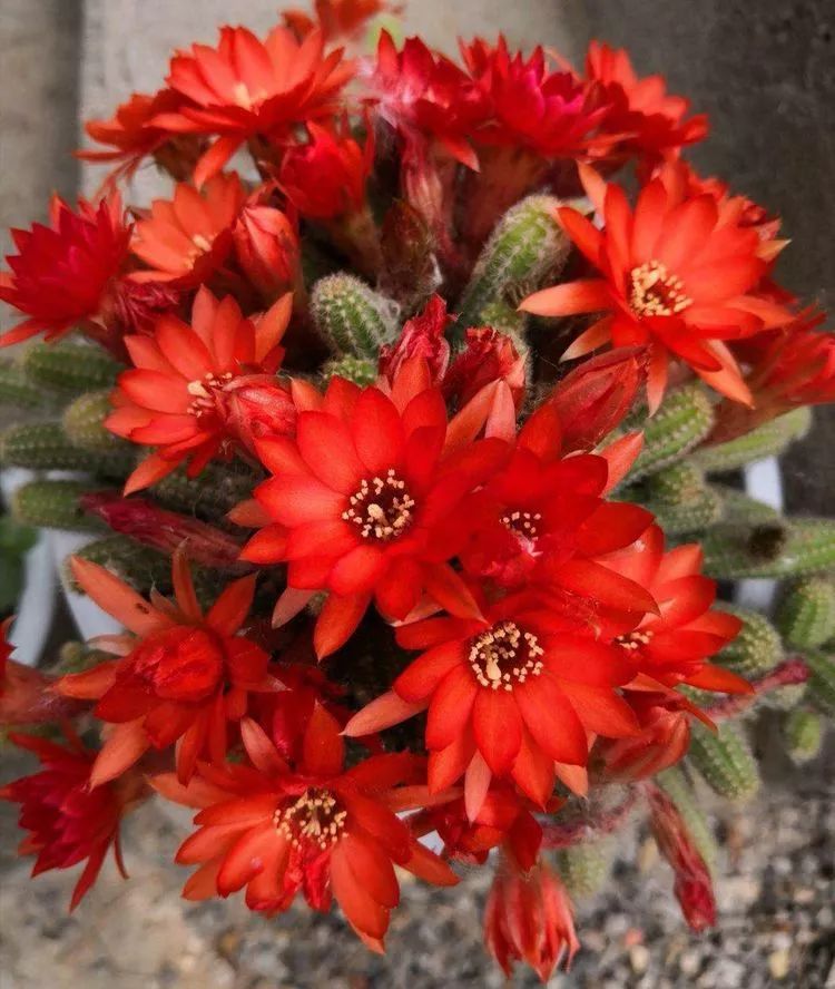 最美的20种多肉,15种最美的多肉