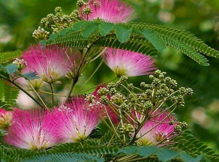 *欢合**花：花美叶美、有色有香的*欢合**花，管理与栽培