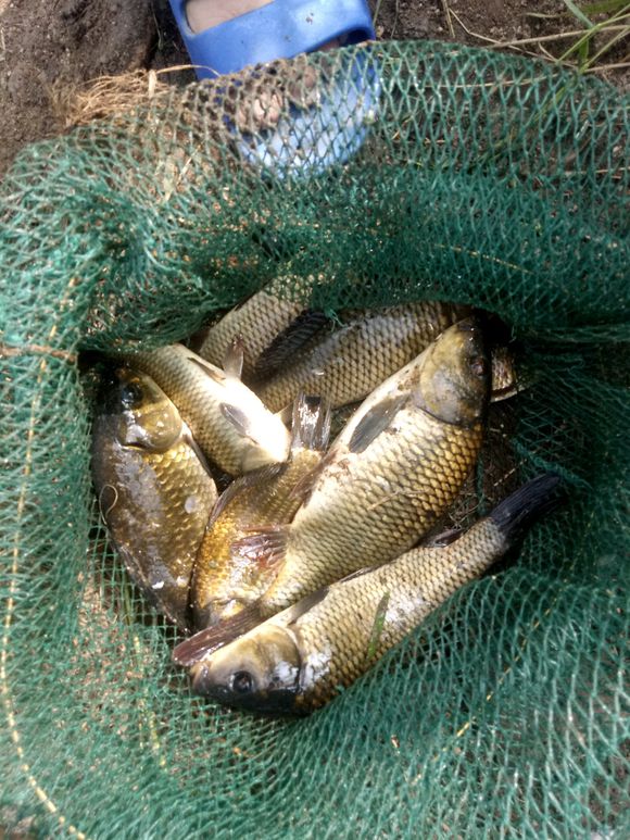 串钩蚯蚓冬季野钓鲫鱼最灵钓法,串钩挂蚯蚓能钓大板鲫吗