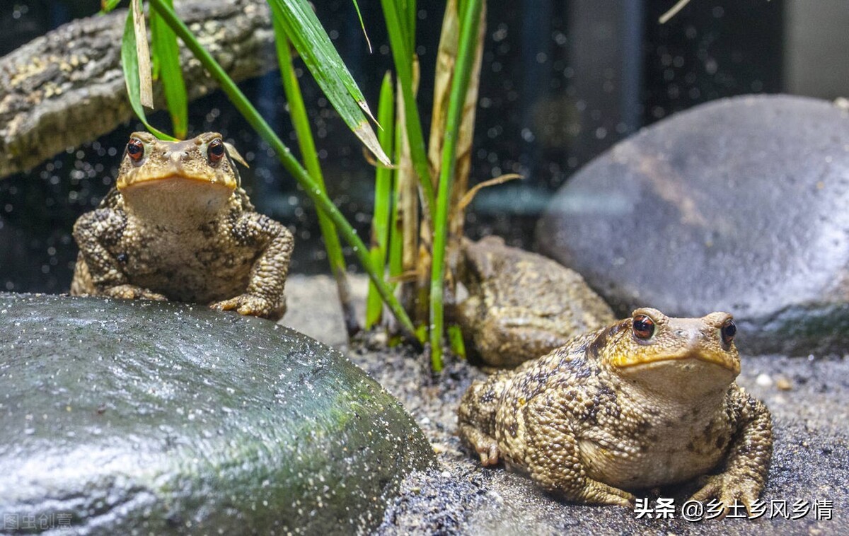 蟾蜍养殖怎么办证,蟾蜍养殖技术有哪些