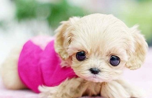 狗狗吃什么容易长肉不吃肉,狗狗两三天不吃东西呕吐怎么回事