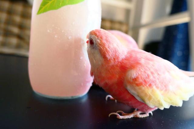 市面上罕见的鹦鹉叫什么,虎皮鹦鹉中国有野生的吗