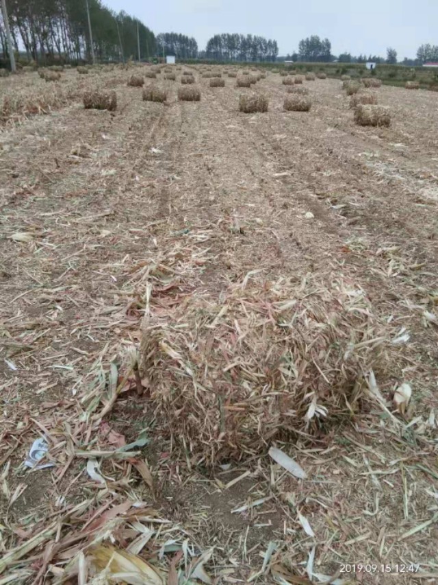 你对青贮饲料的疑问都在这里，我帮你一一解决