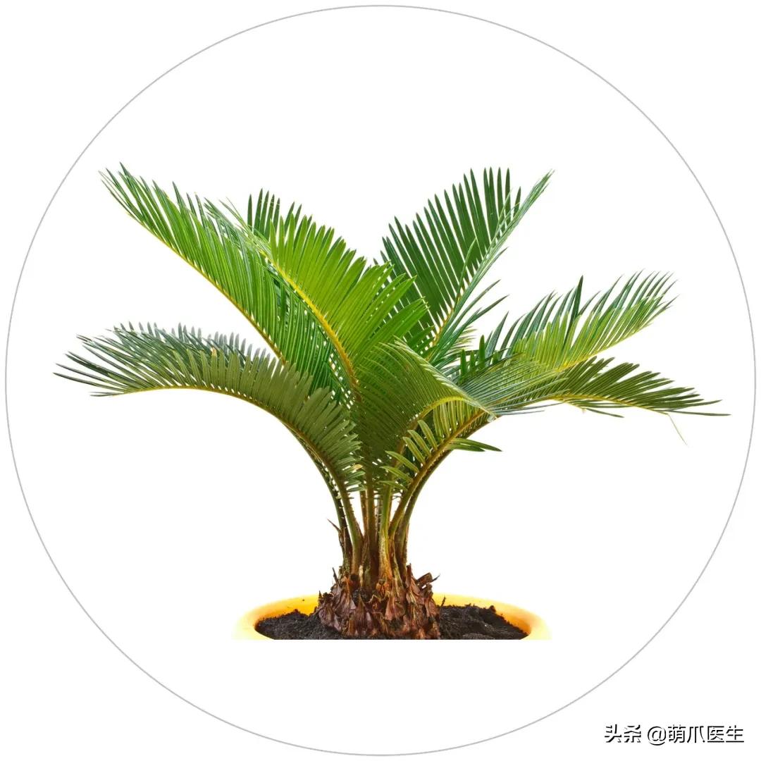 铲屎官们请注意！这些花草不能养，严重可致猫命