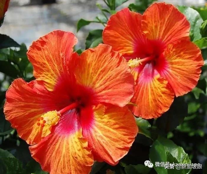 扶桑花和木槿花的区别图片,扶桑木槿花图片