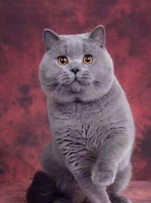 世界三大蓝猫一个比一个呆萌可爱,世界最有名的蓝猫