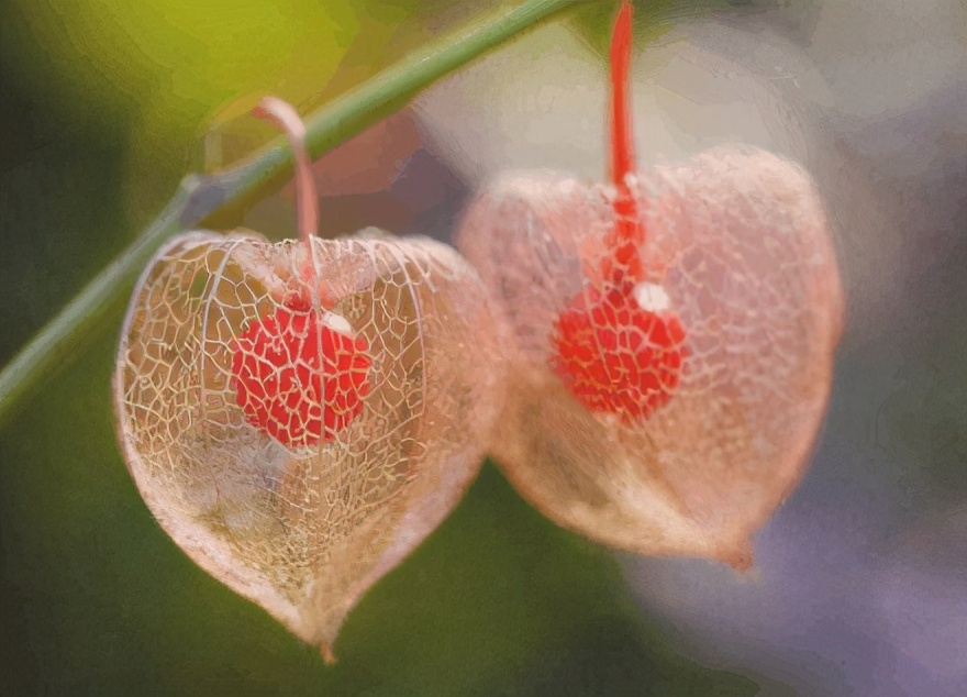 闻所未闻的东*姑北**娘儿