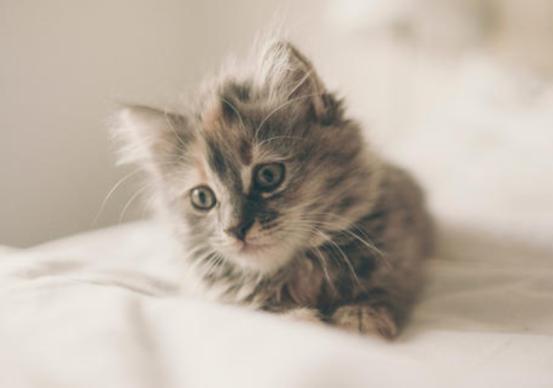 挑选健康猫咪,如何挑选一只粘人又听话的小猫咪