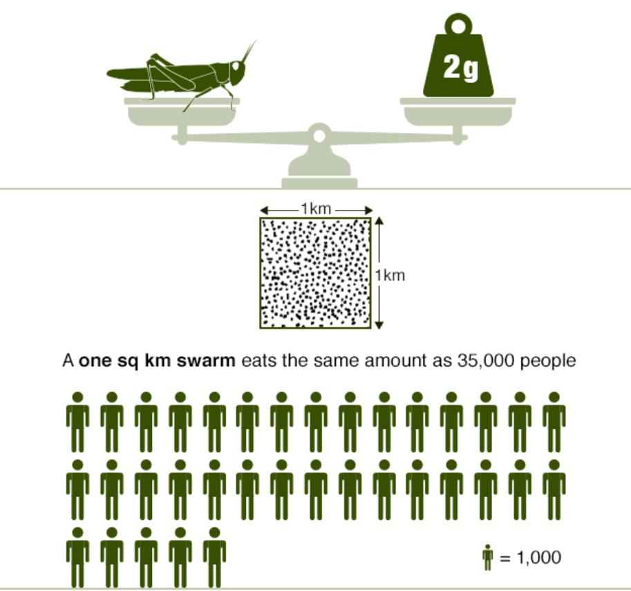 集群容易分散难，蝗灾究竟是怎么形成的？