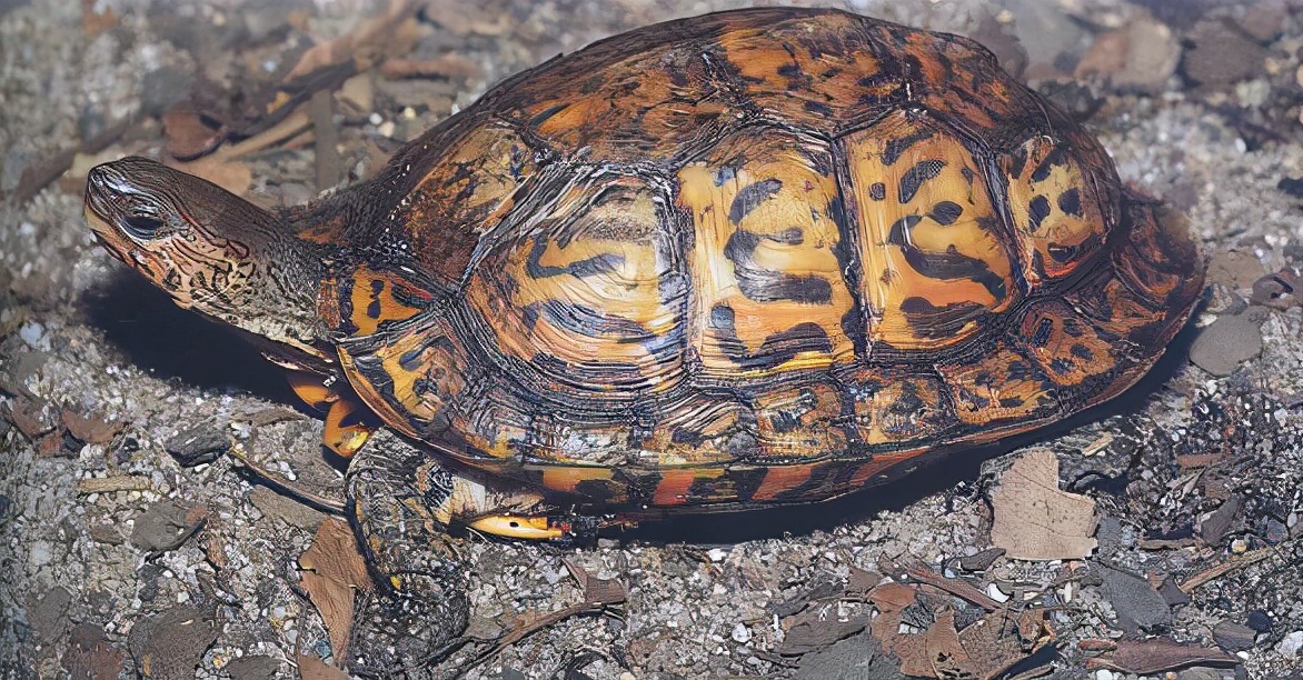 各种龟类图片大全大图,龟类展示会