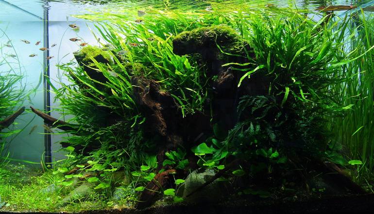 草缸细叶铁发黑？把这4点弄明白，让鱼缸草旺鱼美