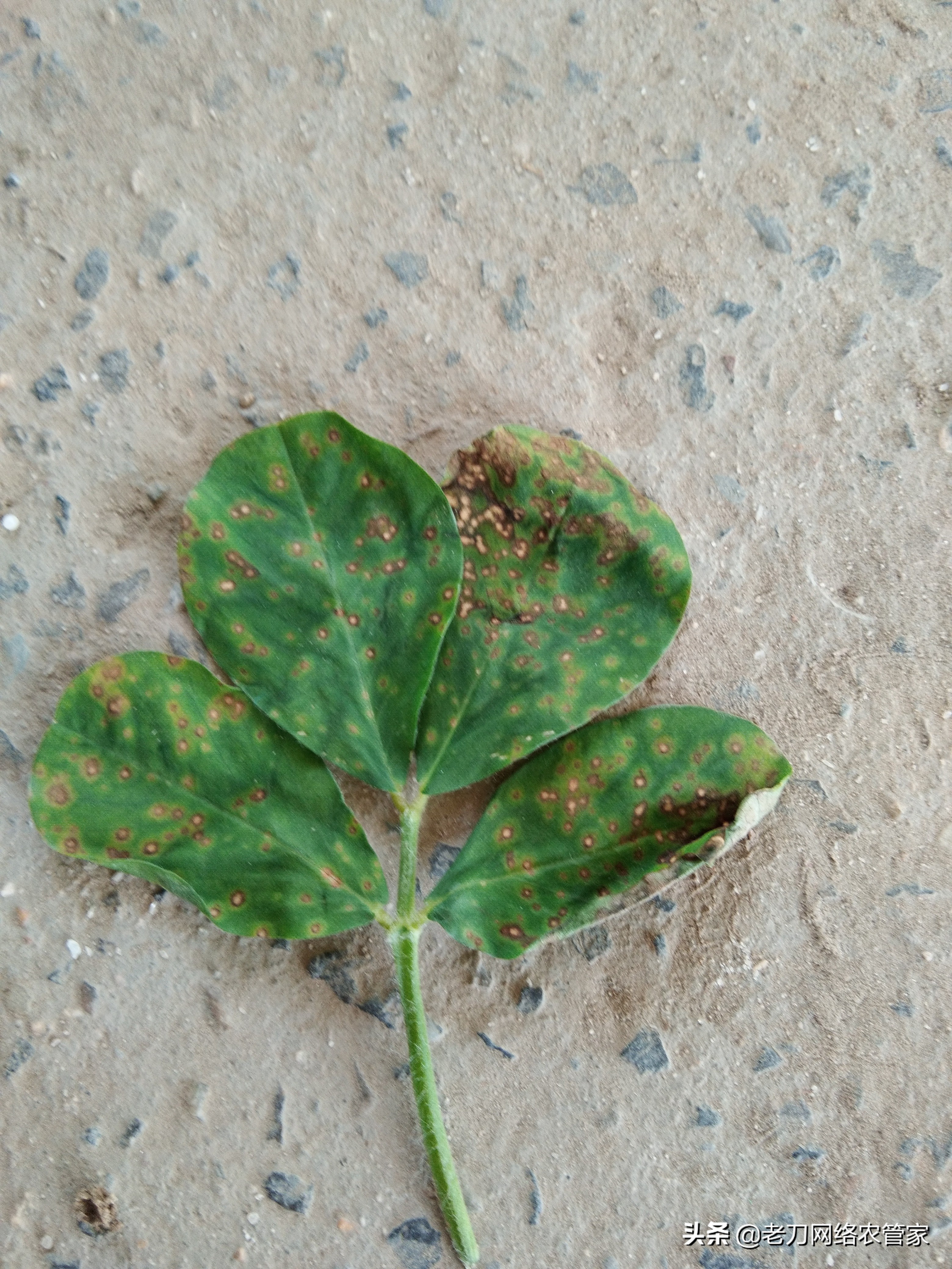 花生出现黄叶病和叶斑病如何治,花生叶斑病防治