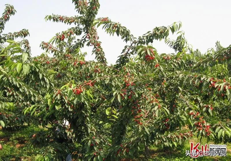 邯郸自驾游看花十大排行榜,石家庄48条春观花旅游线路