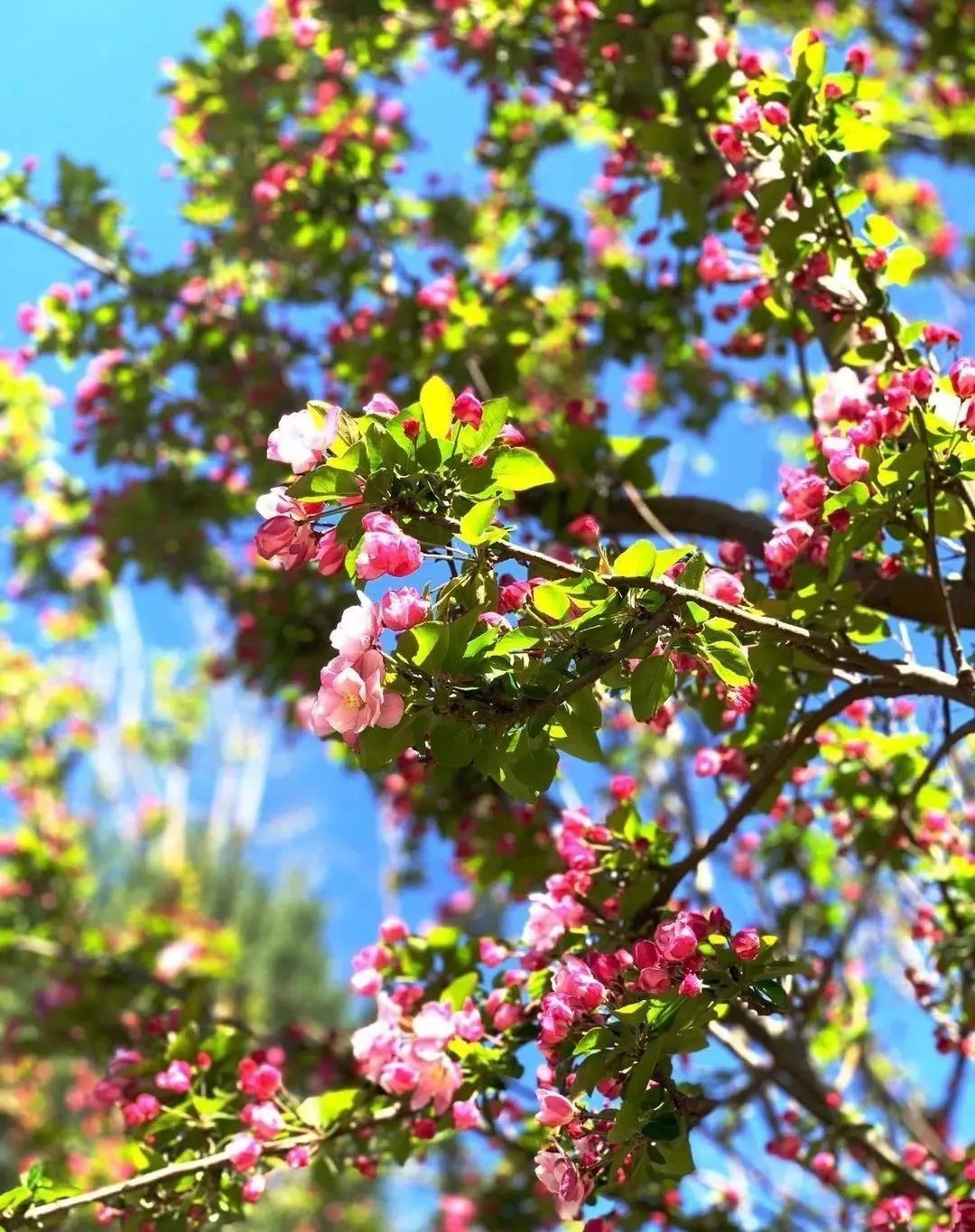 缃戝弸鍒嗕韩鍖椾含璧忚姳鎸囧崡,鍖椾含璧忚姳鎸囧崡