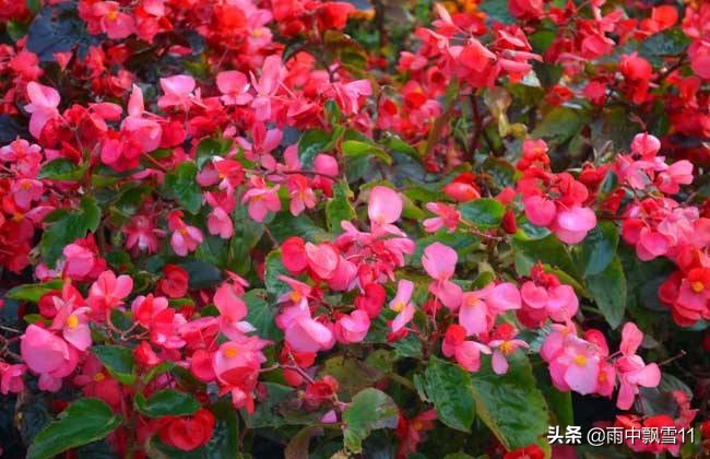 四季开花竹节海棠的繁殖方法,四季海棠怎么养视频教程