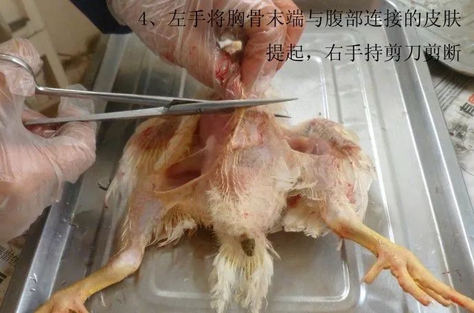 家禽常见疾病及检测方法书籍,家禽养殖疾病诊断