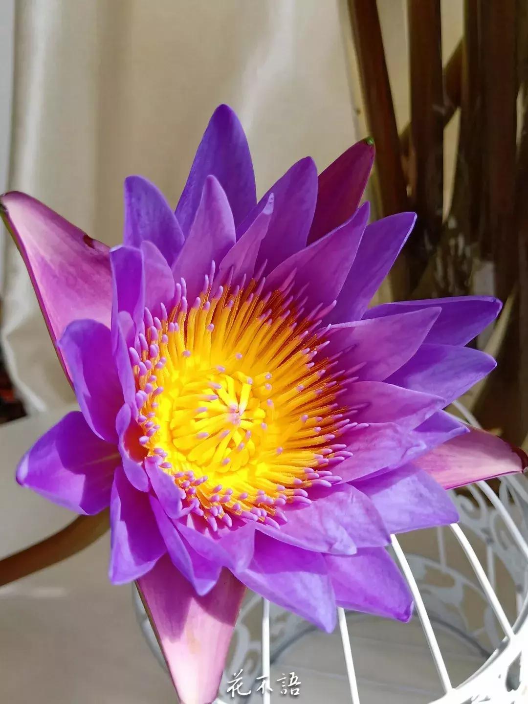 睡莲9月的养护,睡莲的养护方法文字