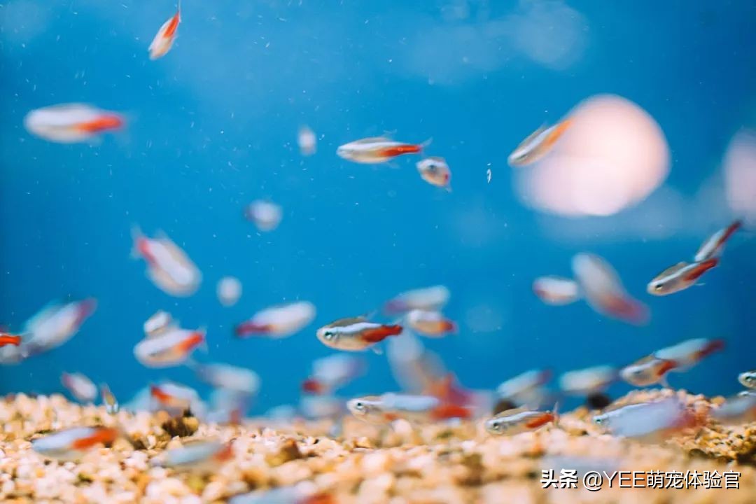 养的热带鱼突然停电了怎么办,冬天停电观赏鱼怎么处理