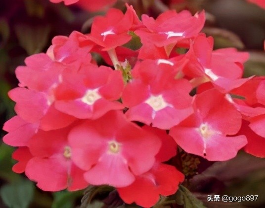 美女图片,美女小姐姐