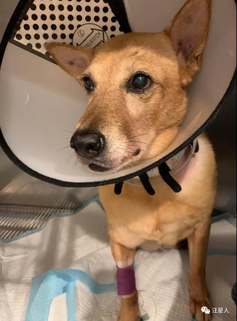 流浪狗得肿瘤,流浪狗得肿瘤被主人遗弃