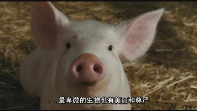 夏洛特的网钢琴简谱,夏洛特的网钢琴