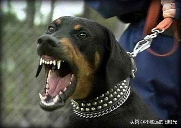 如果被凶狗追着咬怎么办,如果被超大的凶猛的狗追该怎么办