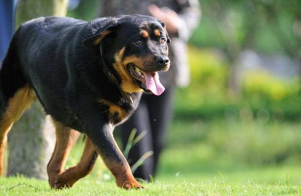 为什么人们无视禁养令，也要养“罗威纳”？也许是因为这6点