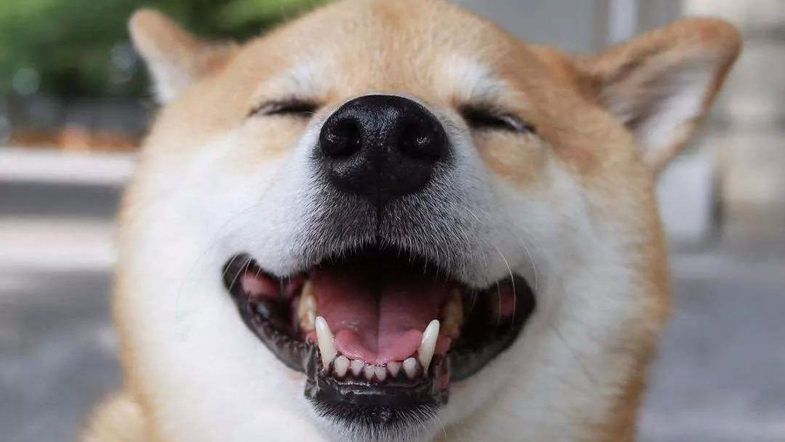 狗可以吃鱼虾么,狗可以吃什么水果大全