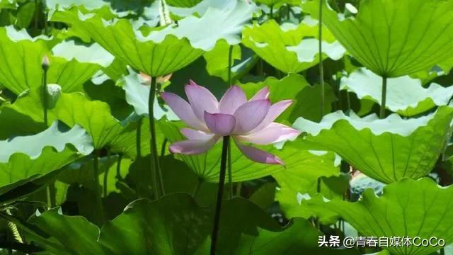 深圳荷花公园好去处,深圳荷花景点推荐